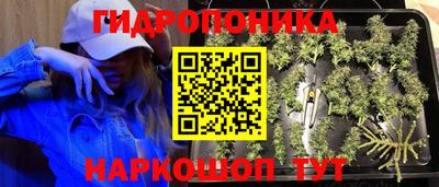 спиды Гай